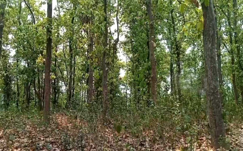 নারী দিয়ে প্রতারণার ফাঁদ, টার্গেট প্রবাসী ও ধনাঢ্যরা 