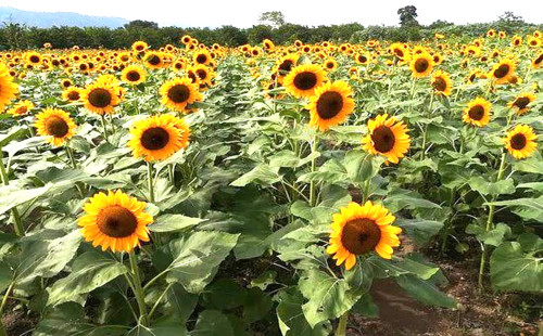কুমিল্লায় সূর্যমুখী চাষে কৃষকের আগ্রহ বাড়ছে
