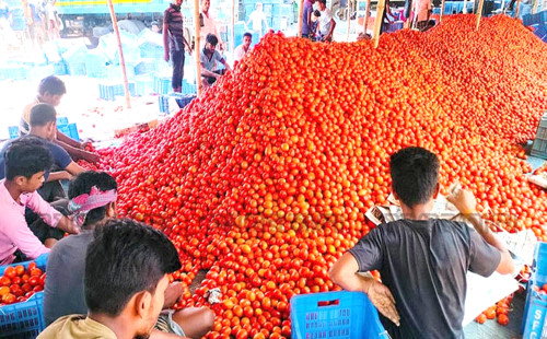 দিনাজপুরে গ্রীষ্মকালীন টমেটোর বাম্পার ফলন 