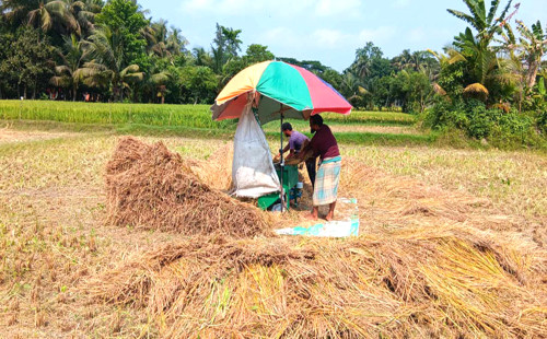 আরও দুই সপ্তাহ তীব্র রোদ চান রায়পুরের কৃষকরা 