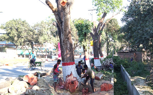 দিনাজপুরে সড়ক প্রশস্ত করতে কাটা হচ্ছে শত শত গাছ