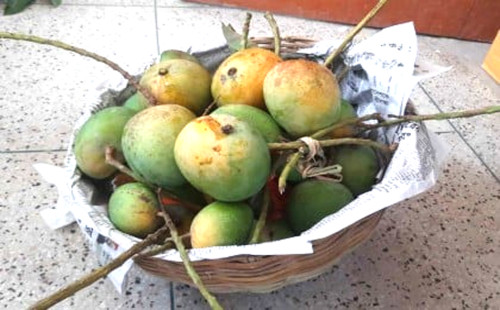 সাতক্ষীরার আম ক্যালেন্ডার ঘোষণা, ৯ মে থেকে বাজারজাত