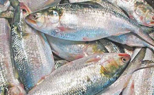 ইলিশের উৎপাদন ৫.৭১ লাখ মেট্রিক টনে উন্নীত হয়েছে: মৎস্য ও প্রাণী সম্পদমন্ত্রী 