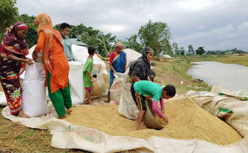মধ্যনগরে ২২০ কোটি টাকার ধান উৎপাদন 