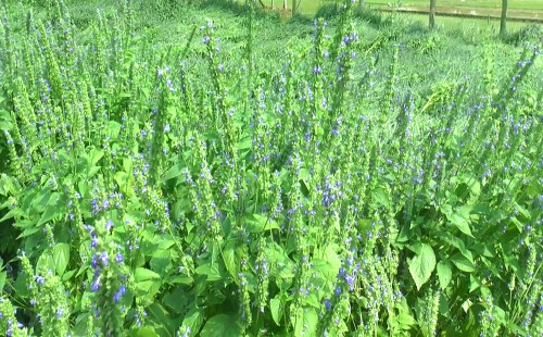 বিশ্বের অন্যতম সুপার ফুড চিয়া ফসল আবাদ শুরু হয়েছে টাঙ্গাইলে 