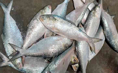 ‘অনলাইনে ইলিশ ক্রয়ে প্রতারক হতে সাবধান!’ 