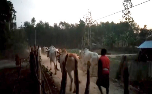 মিয়ানমারের গরু পাচার সিন্ডিকেট রুখবে কে? 