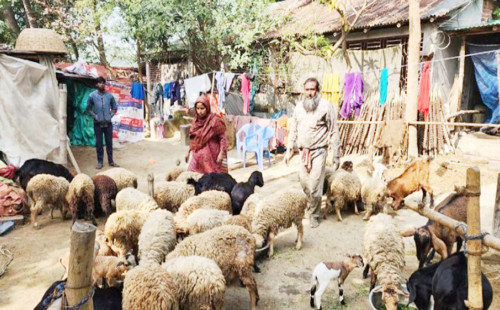 ছাগল ভেড়া পালনে ৪ শতাংশ সুদে মিলবে ঋণ 