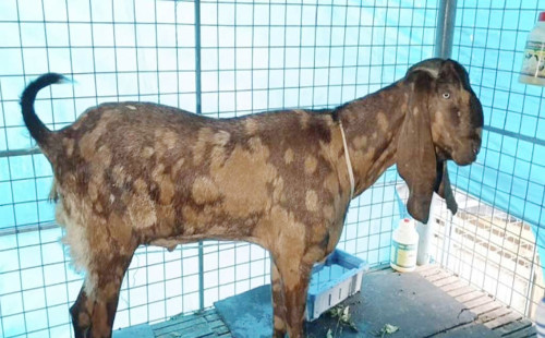 সাভারে সাদিক এগ্রোর খামারে মিলল সেই ১৫ লাখ টাকার ছাগল 