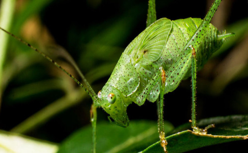 ১৬ প্রজাতির কীটপতঙ্গ খাওয়ার অনুমতি সিঙ্গাপুরে 