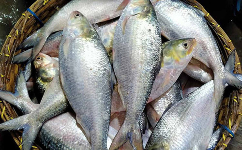 ভারতে পাচারকালে ইলিশ মাছ জব্দ 