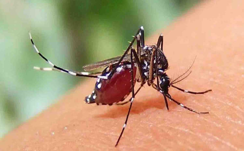 ডেঙ্গুতে মৃত্যু বেড়ে ৯২, হাসপাতালে নতুন ভর্তি ১১৮ 