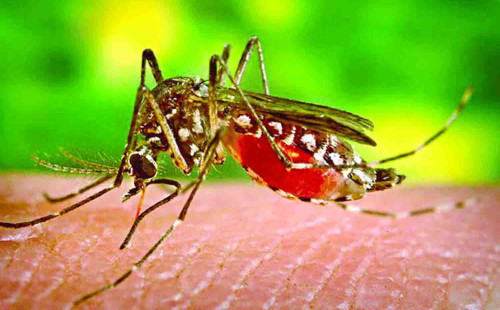 ইসরায়েলে ওয়েস্ট নাইল ভাইরাসে আক্রান্ত হয়ে মৃত ৭০ 