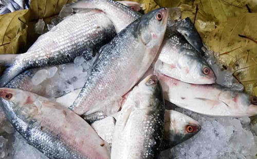 দেশে ইলিশের কেজি সর্বোচ্চ ৭০০ টাকা নির্ধারণ চেয়ে আইনি নোটিশ 