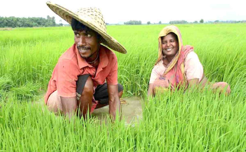 কৃষি খাতে ভর্তুকির ধারাবাহিক হ্রাস 